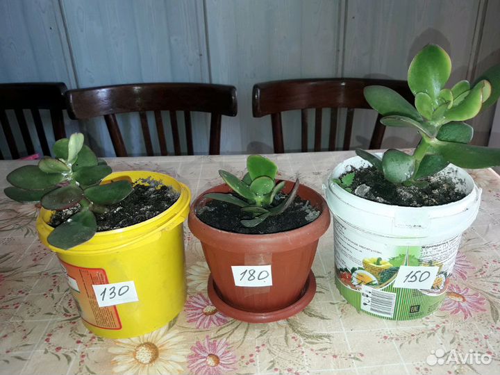 Толстянка денежное дерево