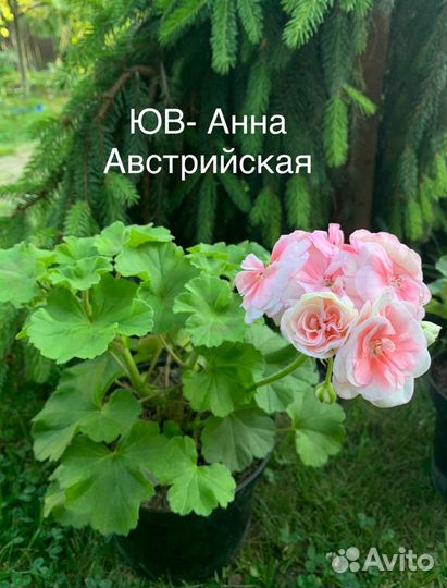 Пеларгония герань