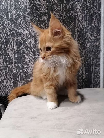 Кошка мей-кун
