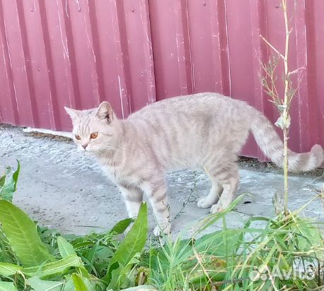 Кошечка в добрые руки