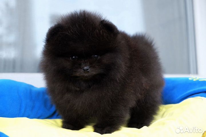 Девочка черная