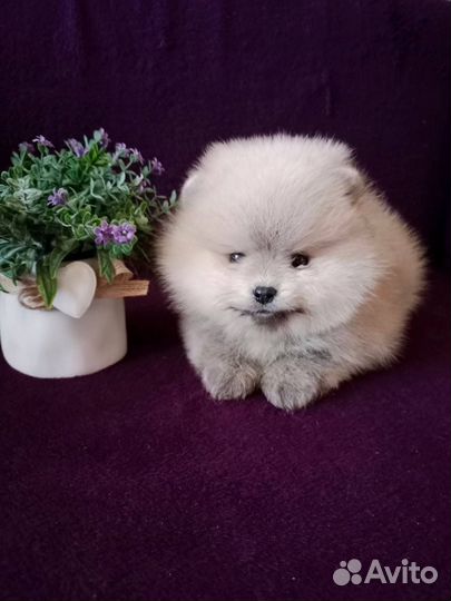 Померанский шпиц