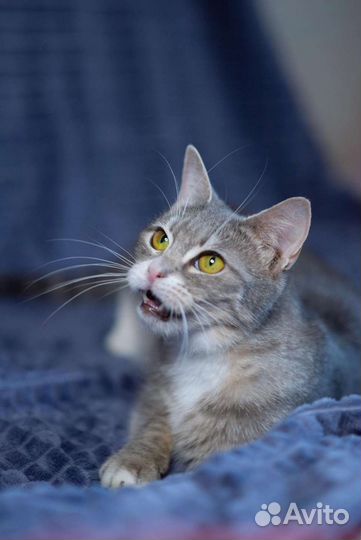 Кошка