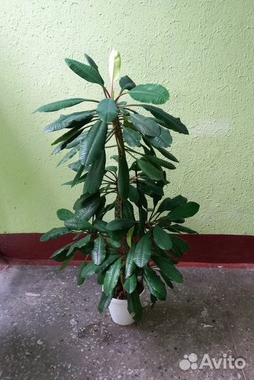 Молочай высота 1 метр