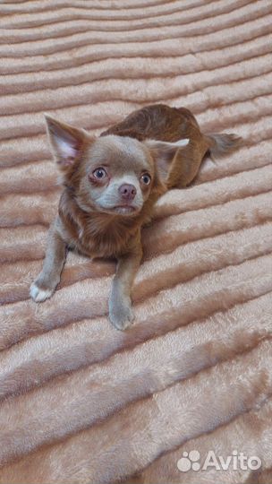 Щенки чихуахуа