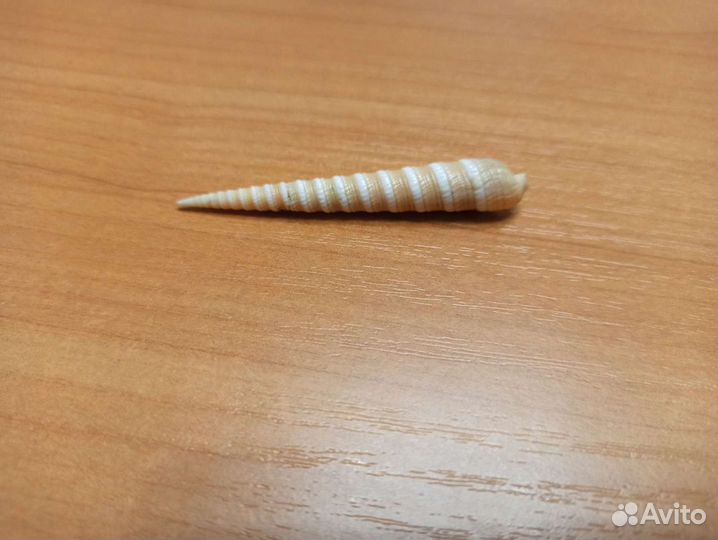 Морская раковина