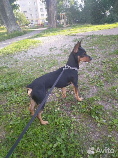 Вязка цвергпинчер