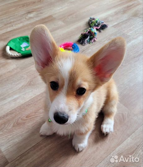 Вельш-корги щенки