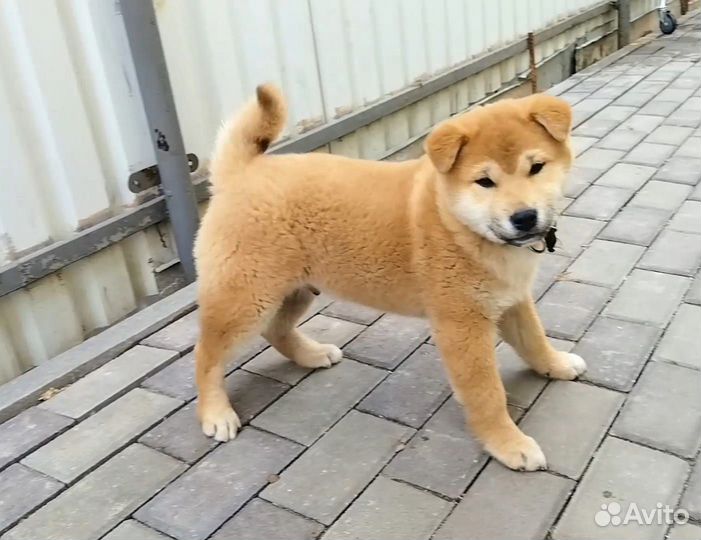 Сиба ину