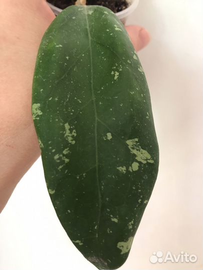 Хойи сортовые