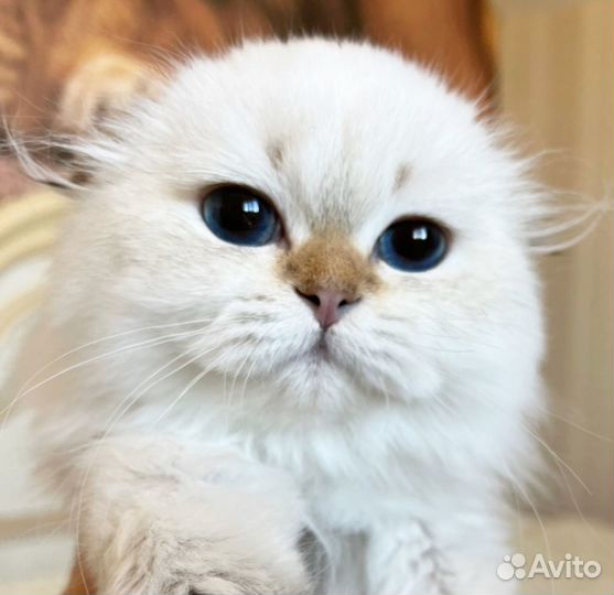 Вислоухая нежность