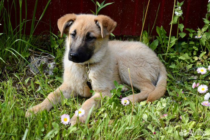 Щенок мальчик Теодор 4 мес ищет дом