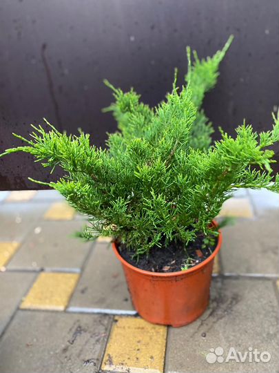 Можжевельник