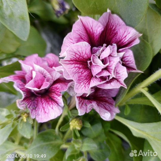 Гиппиаструм