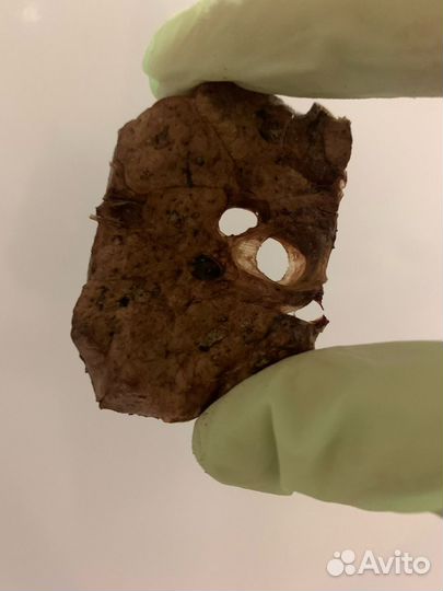 Говяжье легкое для собак