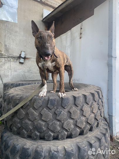 Бультерьер вязка