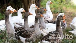 Гуси, утки на племя и на еду