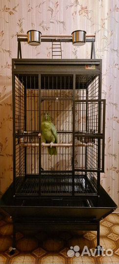 Попугай амазон мюллера
