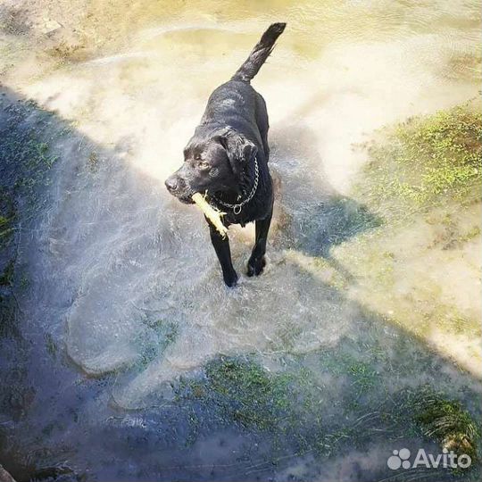 Кобель лабрадора вязка