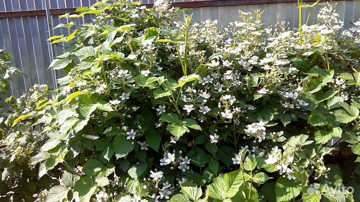 Ежевика садовая Агавам