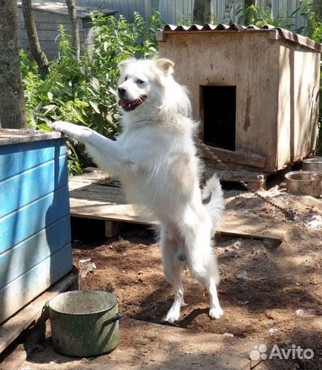 Молод, красив, умен