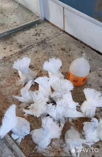 Продажа голубей