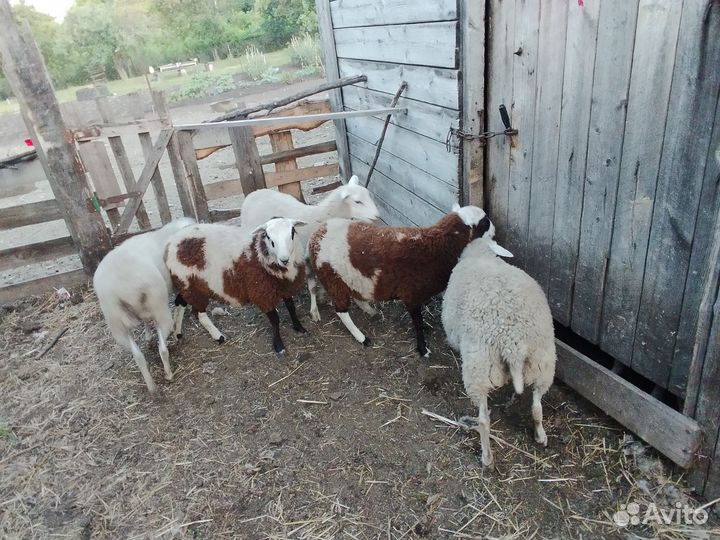 Дорпер F4 (баранчик) и ярочки F1