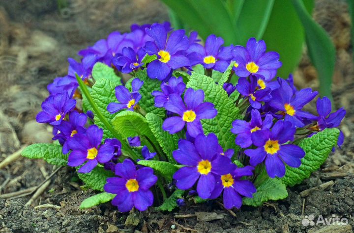 Продаю саженцы сирени крупноцветковой, пионов