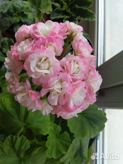 Пеларгония (герань) сортовые