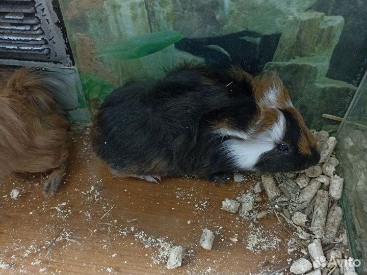 Свинки Морские