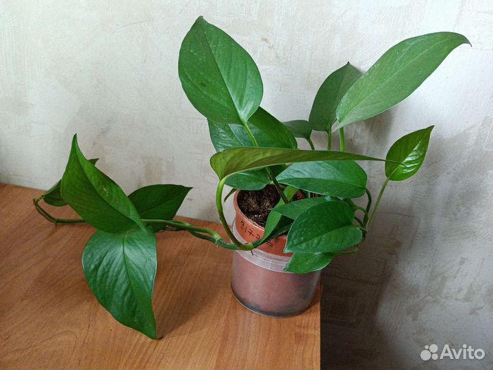 Комнатные растения