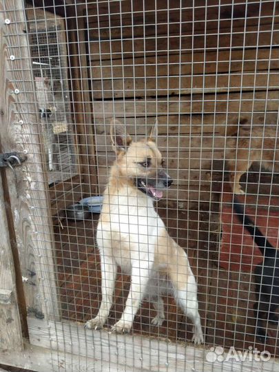 Собака ищет дом