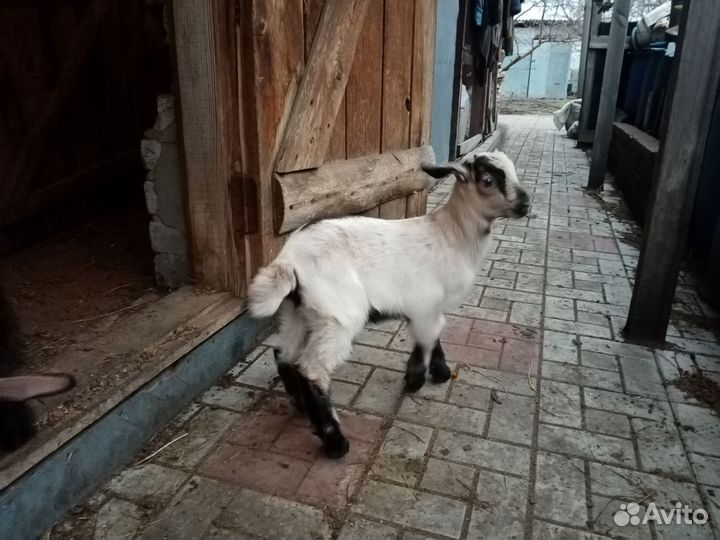 Продаю козлят