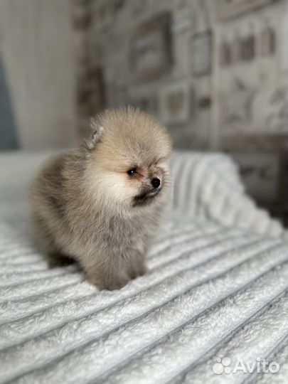 Померанский шпиц мини мальчики