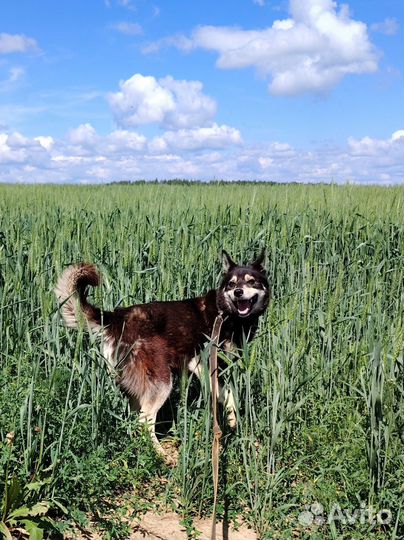 Собачка в поисках дома