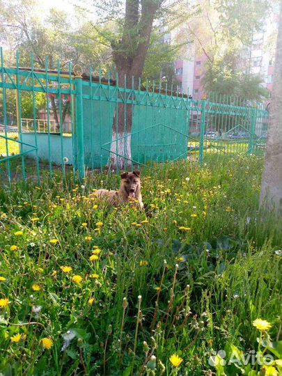 Щенок подросток в добрые руки