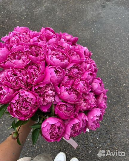 Шикарные пионы