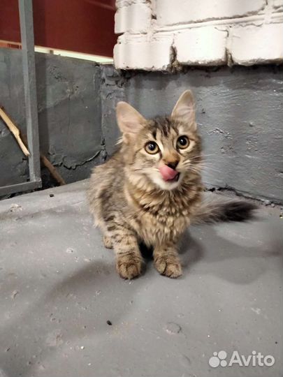 Котенок Василиса в добрые руки