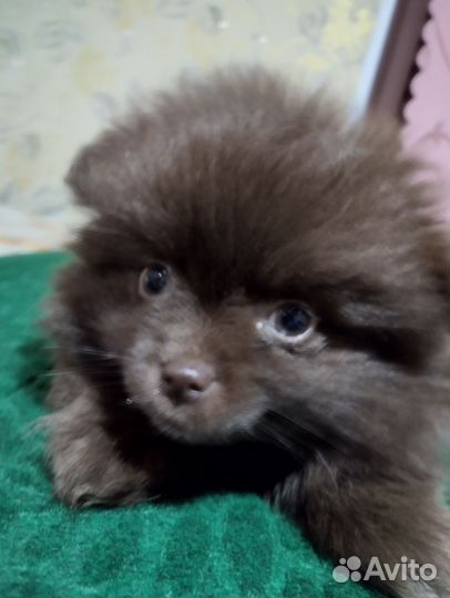 Мальчик шпиц коричневый мини медвежонок