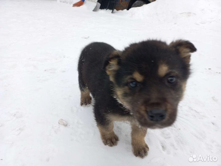 Немецкая овчарка