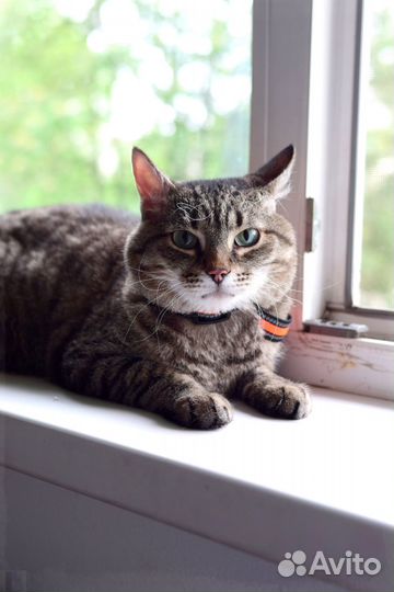 Gps трекер для кошек