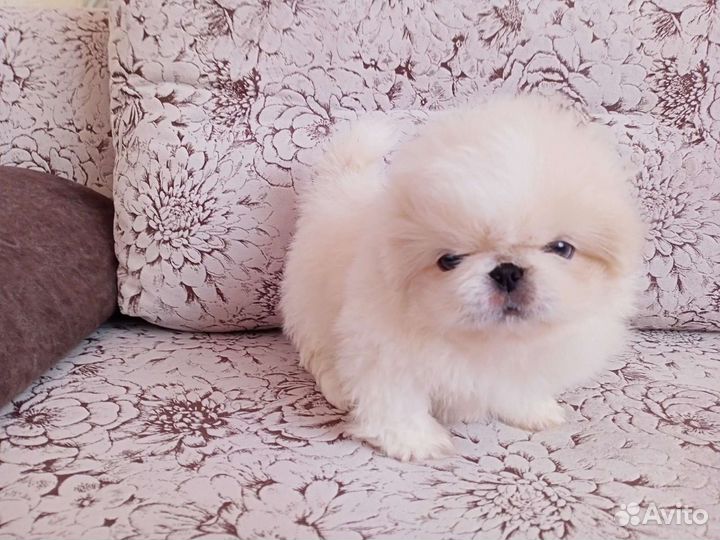 Щенки пекинеса