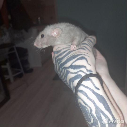 Крысы дамбо-рекс