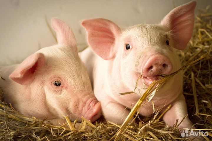 Уход за животными/Бесплатный проезд/Вахта