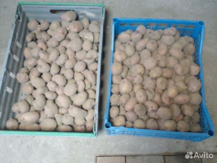 Продам картофель семенной