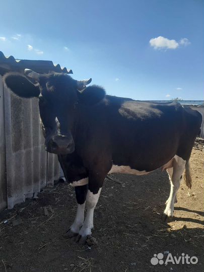 Корова высокоудойная