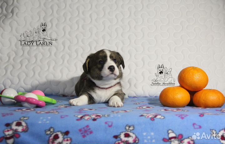 Щенки корги