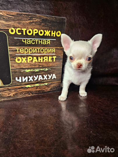 Супер мини чихуахуа