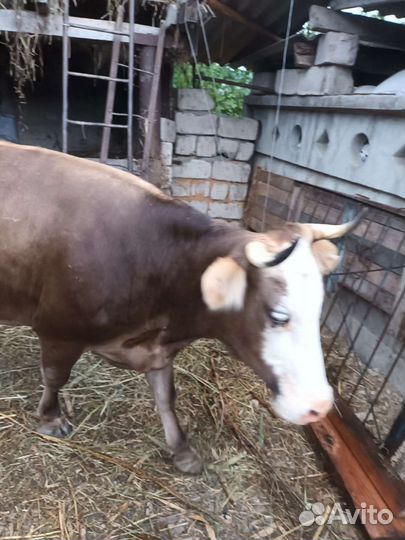 Корова дойная