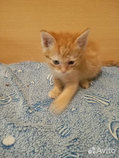 Котята